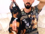 Show Kalite Doberman Yavrular