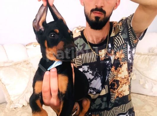 Show Kalite Doberman Yavrular