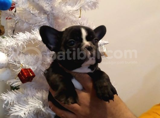 French Bulldog Yavrular görsel
