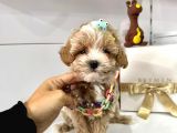 Dizayn Irk Sevimli Maltipoo Yavrular