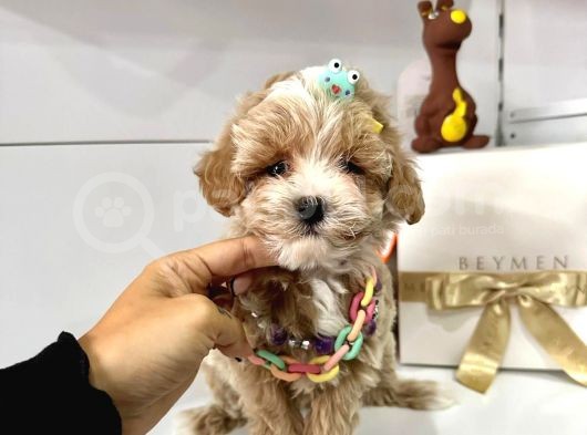 Dizayn Irk Sevimli Maltipoo Yavrular görsel