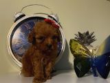 Sağlık Ve Ömür Boyu Irk Garantili Poodle Yavrularımız