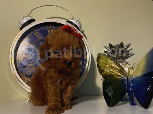 Sağlık Ve Ömür Boyu Irk Garantili Poodle Yavrularımız
