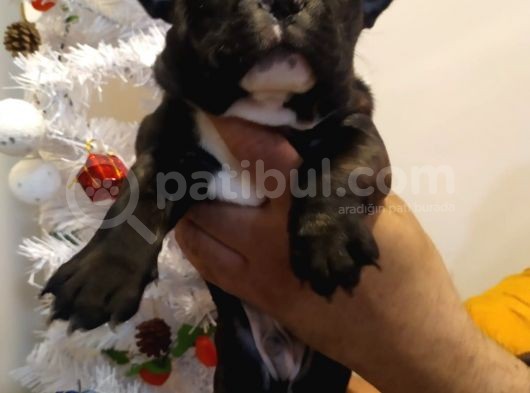 French Bulldog Yavrular görsel