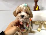 Dizayn Irk Sevimli Maltipoo Yavrular