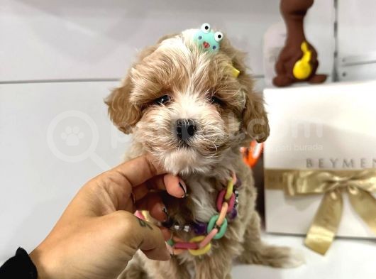 Dizayn Irk Sevimli Maltipoo Yavrular görsel
