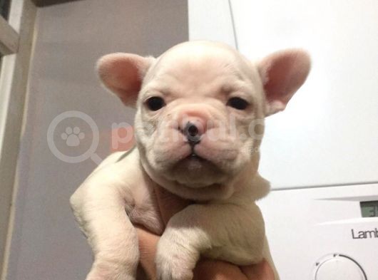 French Bulldog Yavrular görsel