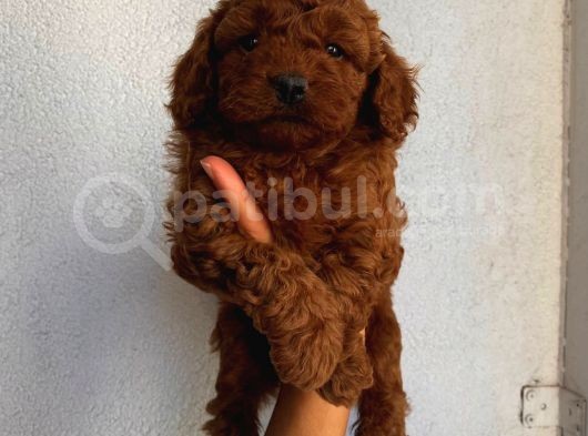 Sağlık Ve Ömür Boyu Irk Garantili Poodle Yavrularımız görsel