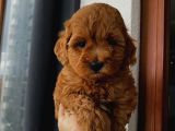 Sağlık Ve Ömür Boyu Irk Garantili Poodle Yavrularımız