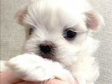 Sıfır Beden Maltese Terrier