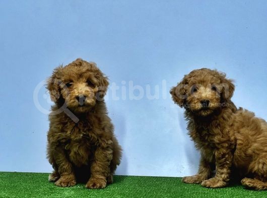 Mükemmel Kali̇tede Toy Poodle Yavru görsel