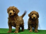 Mükemmel Kali̇tede Toy Poodle Yavru