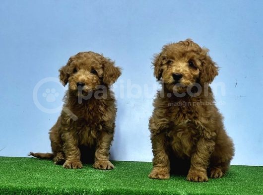 Mükemmel Kali̇tede Toy Poodle Yavru görsel