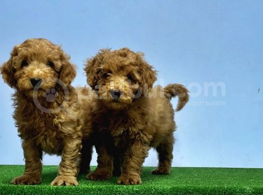 Mükemmel Kali̇tede Toy Poodle Yavru görsel