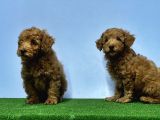 Mükemmel Kali̇tede Toy Poodle Yavru
