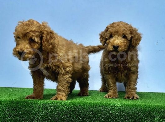 Mükemmel Kali̇tede Toy Poodle Yavru görsel