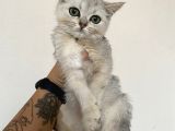 Ev Ortamında Sağlıklı Yavrular Teslime Hazır British Shorthair