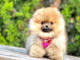 Safkan Teddy Bear Pomeranian Boo Yavrularımız