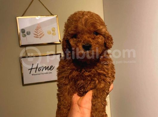Aşili Ki̇mli̇kli̇ Red Brown Toy Poodle Yavrumuz görsel