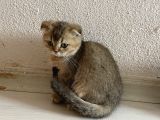 Ev Ortamında Sağlıklı Yavrular Scottish Fold
