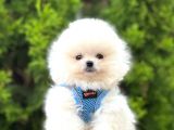 Safkan Teddy Bear Pomeranian Boo Yavrularımız