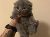 Anne Altından Sağlıklı Yavrular Blue Renk Scottish Fold