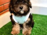 Balctan Maltipoo Yavrumuz