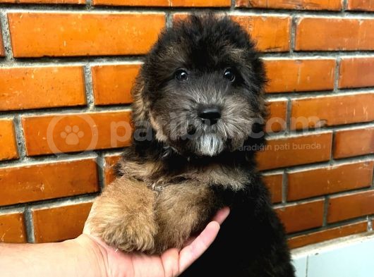 Balctan Maltipoo Yavrumuz