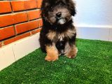 Balctan Maltipoo Yavrumuz