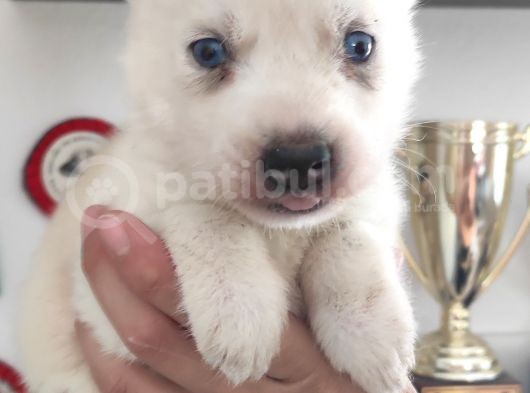 Beyaz Husky Si̇bi̇rya Kurdu Bebekler görsel