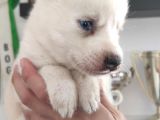 Beyaz Husky Si̇bi̇rya Kurdu Bebekler