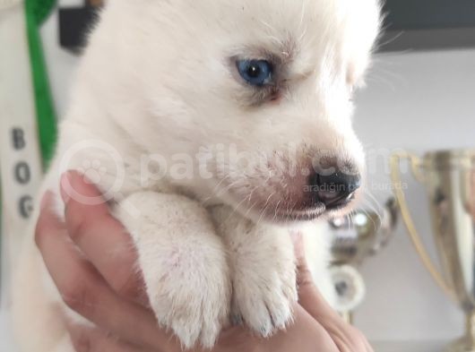 Beyaz Husky Si̇bi̇rya Kurdu Bebekler görsel