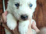 Beyaz Husky Si̇bi̇rya Kurdu Bebekler