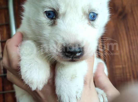 Beyaz Husky Si̇bi̇rya Kurdu Bebekler görsel