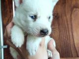Beyaz Husky Si̇bi̇rya Kurdu Bebekler
