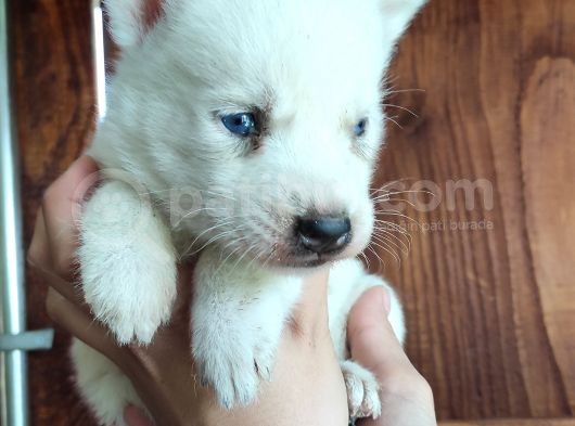 Beyaz Husky Si̇bi̇rya Kurdu Bebekler görsel