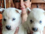 Beyaz Husky Si̇bi̇rya Kurdu Bebekler