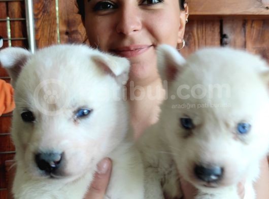 Beyaz Husky Si̇bi̇rya Kurdu Bebekler görsel