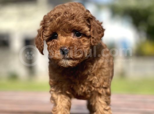 Mini Boy Bebek Surat Orjinal Poodle Yavrularimiz görsel