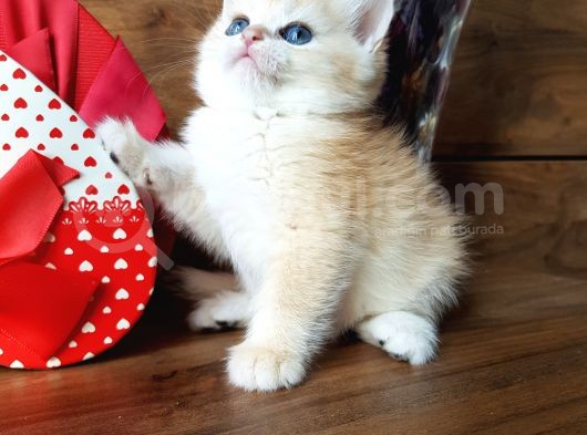 Show Kalite British Shorthair Ny12 Ve Ny11 görsel