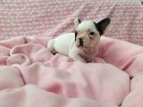 Mükemmel Kalite French Bulldog Yavrular