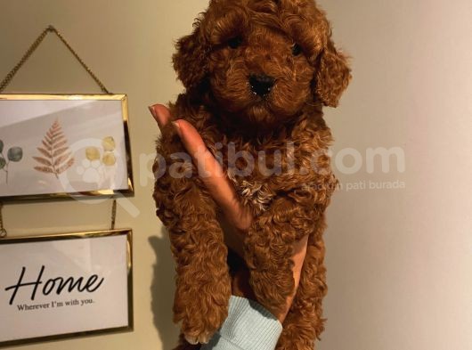 Muhteşem Toypoodle Bebeklerimiz
