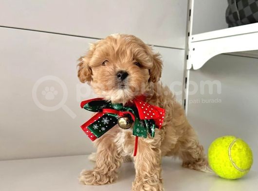 Orjinal Maltipoo Bebekler görsel