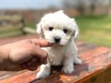 Show Kalite Maltese Terier Bebekler