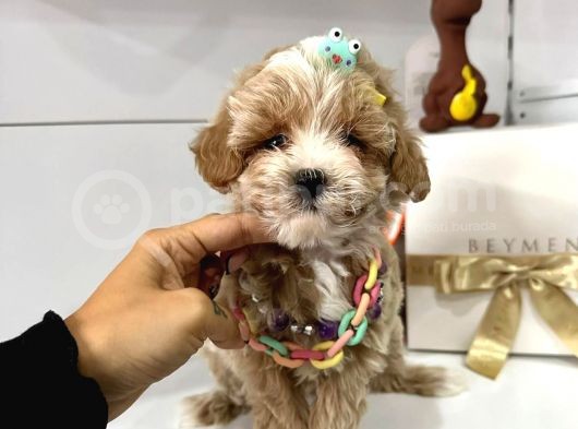 Orjinal Maltipoo Bebekler