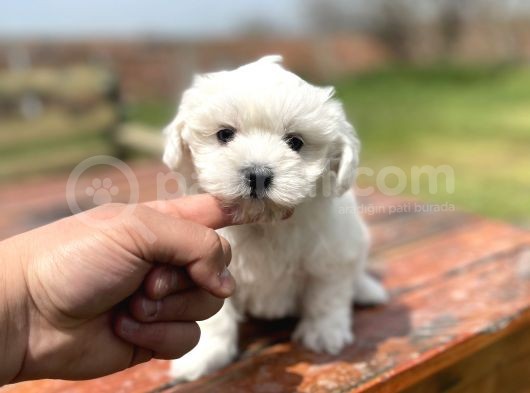 Show Kalite Maltese Terier Bebekler görsel