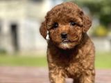Mini Boy Bebek Surat Orjinal Poodle Yavrularimiz