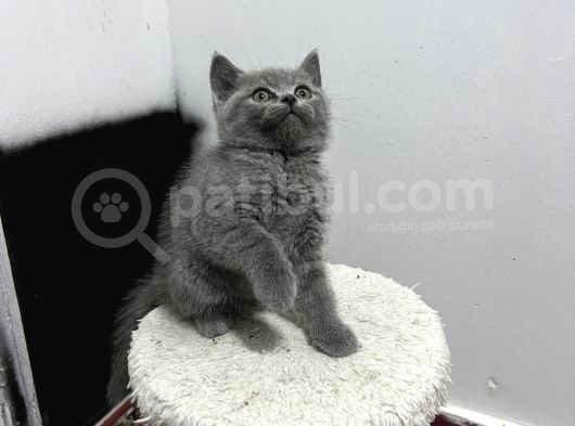 Yavru Kedi Biriths Mükemmel Kalite görsel