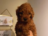 Muhteşem Toypoodle Bebeklerimiz
