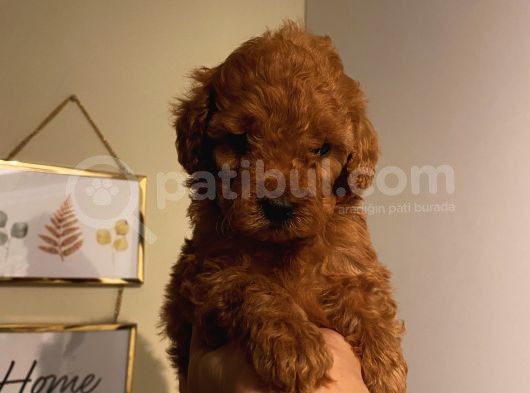 Muhteşem Toypoodle Bebeklerimiz görsel